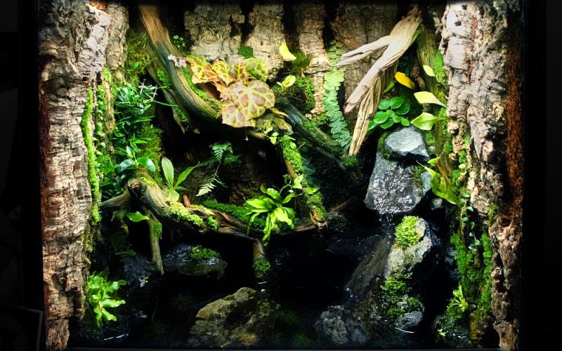 Custom glass 24x18x24 paludarium designed for Theloderma corticale (Vietnamese mossy frog)