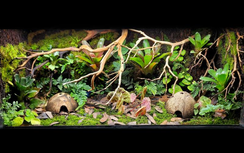Zoo Med 25-gallon terrarium with climbable ledges for Dendrobates tinctorius dart frogs