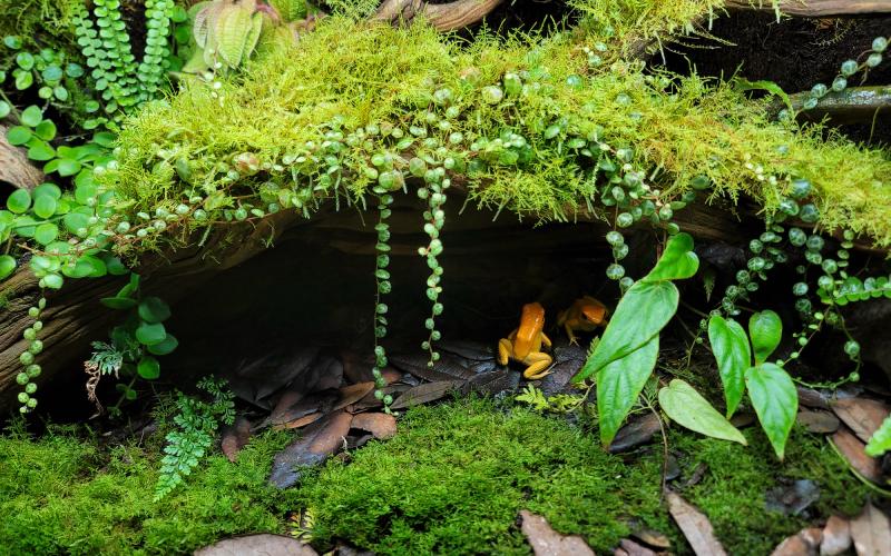 Custom Designed Bioactive Terrariums For Sale: Commission Yours Today!