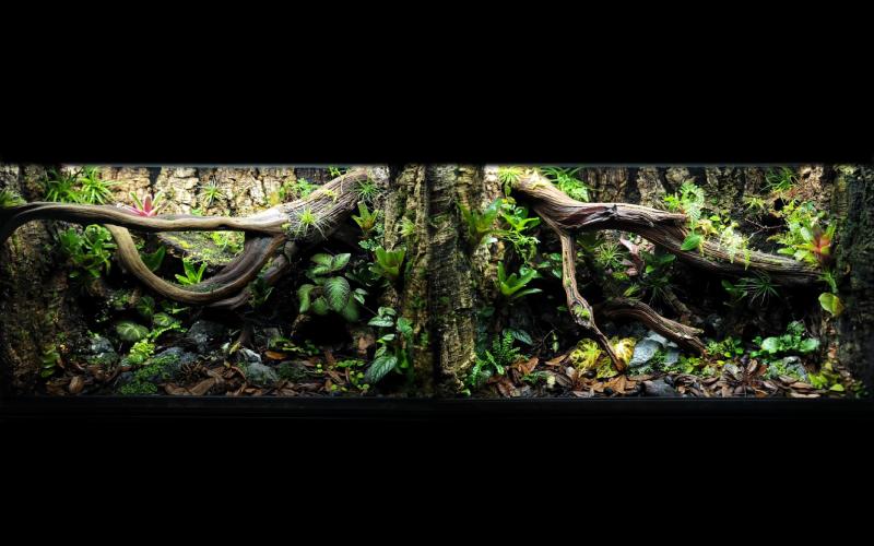 Two custom glass terrariums with flow-through style custom background, biologically separate systems