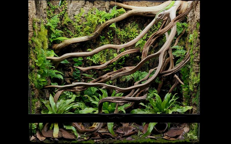 Custom Bioactive Terrarium Builder In Connecticut, New York, Massachusetts