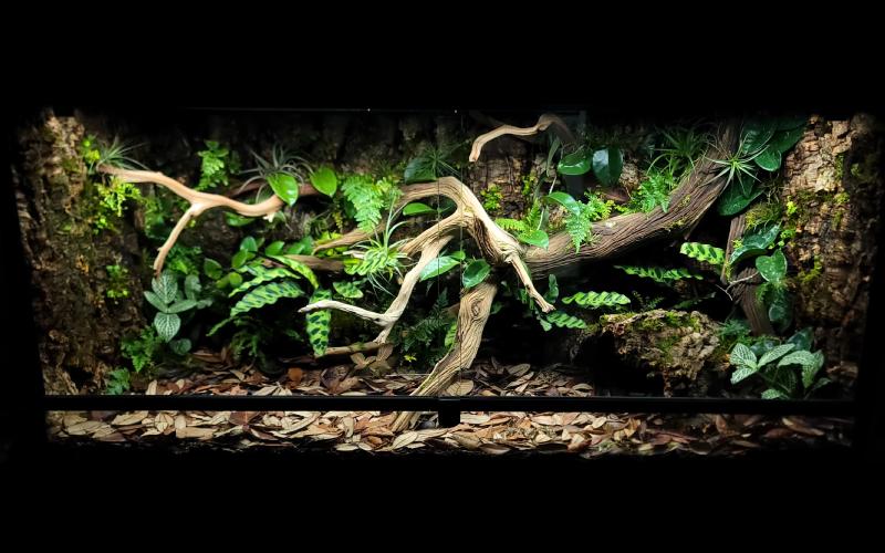 48x24x24 semi-bioactive enclosure for a large snake species
