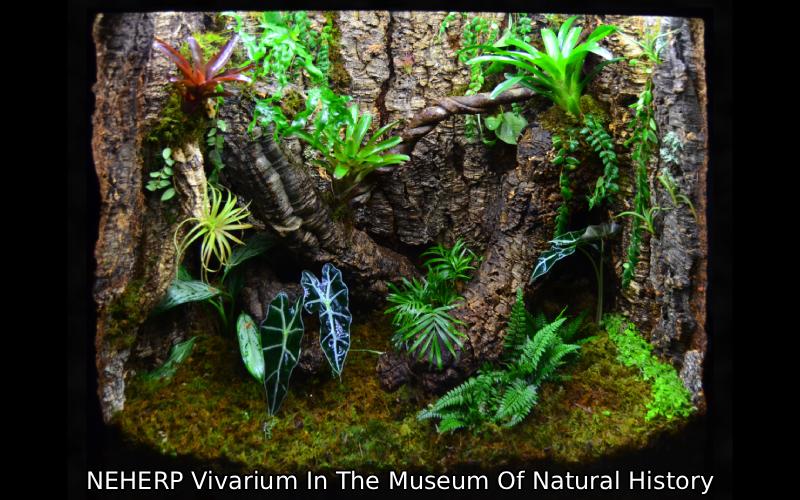 Vivarium built for the Harvard Museum of Natural History
