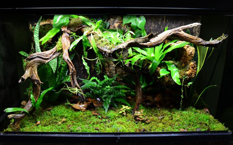36x18x24 terrarium with heavy-duty background designed for adult Rhacodactylus leachianus