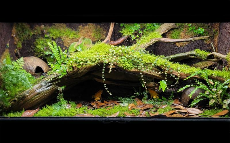 Zoo Med 25-gallon terrarium with tiered terrestrial levels for Phyllobates terribilis dart frogs