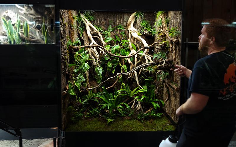 Mike W. helping maintain our Prehensile Tail Skink exhibit at a New England Zoo