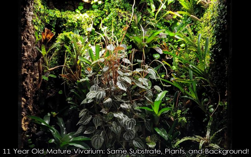 Expected Longevity For A Professionally Designed Bioactive Terrarium or Vivarium