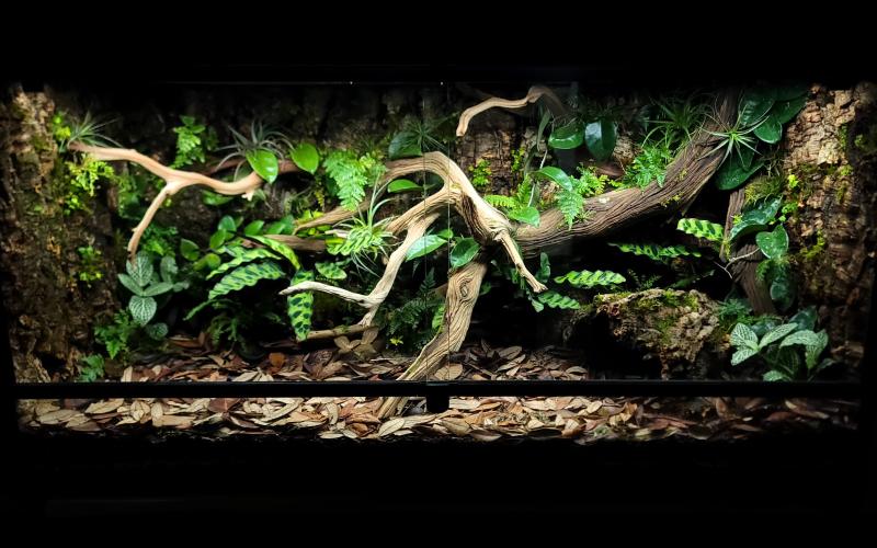 Glass Versus PVC Terrariums For Bioactive Terrariums