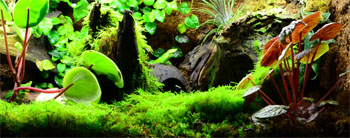 Dart frog bio active enclosure