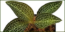 Jewel Orchids For Terrariums