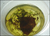 Dendrobates tinctorius tadpole cup