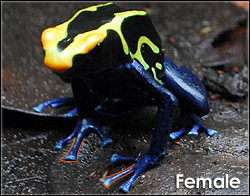 Sexed Male Dendrobates tinctorius