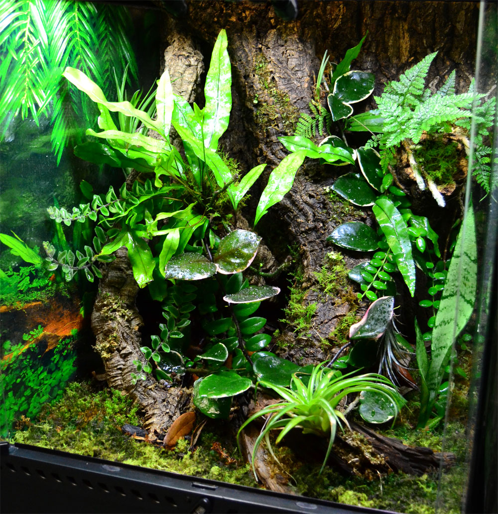 NEHERP Gargoyle Gecko Vivarium Showcase