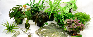 Vivarium Plant Packs